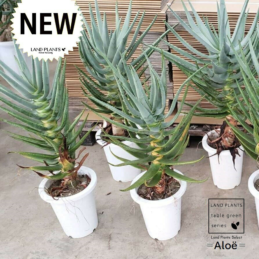 アロエ アロエ（ディコトマ） 1鉢 7号 プラスチック鉢 アロエディコトマ aloe