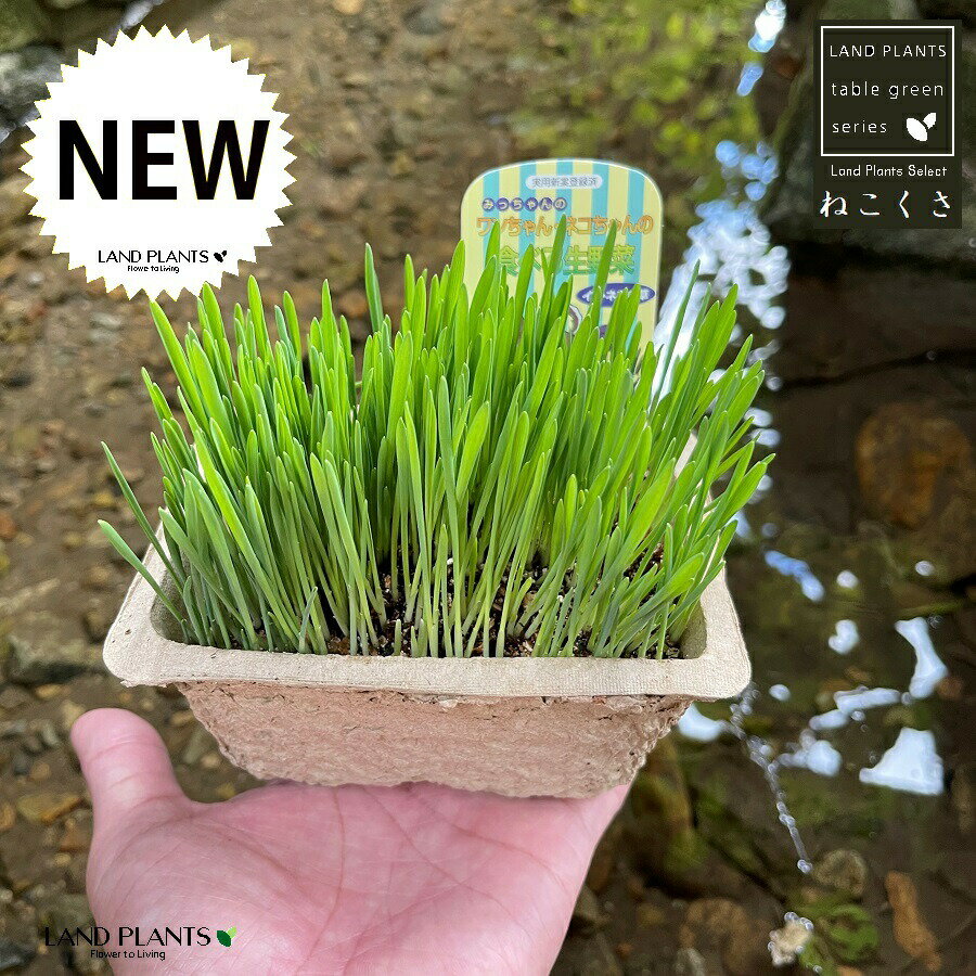 猫の草（ねこくさ） ペーパーポット苗 ネコクサ ネコ草 ねこ草 犬猫の草 猫草 毛玉ケア 毛玉 ヘアボールコントロール 綺麗な水で栽培した猫の草 Cat Grassのサムネイル