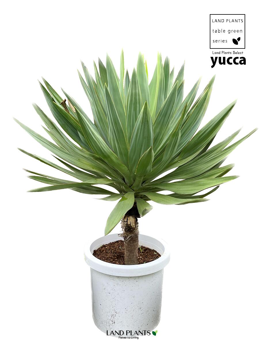 ユッカ（幹あり） 1鉢 10号 プラスチック鉢 ユッカ ヤッカ ドライガーデン yucca