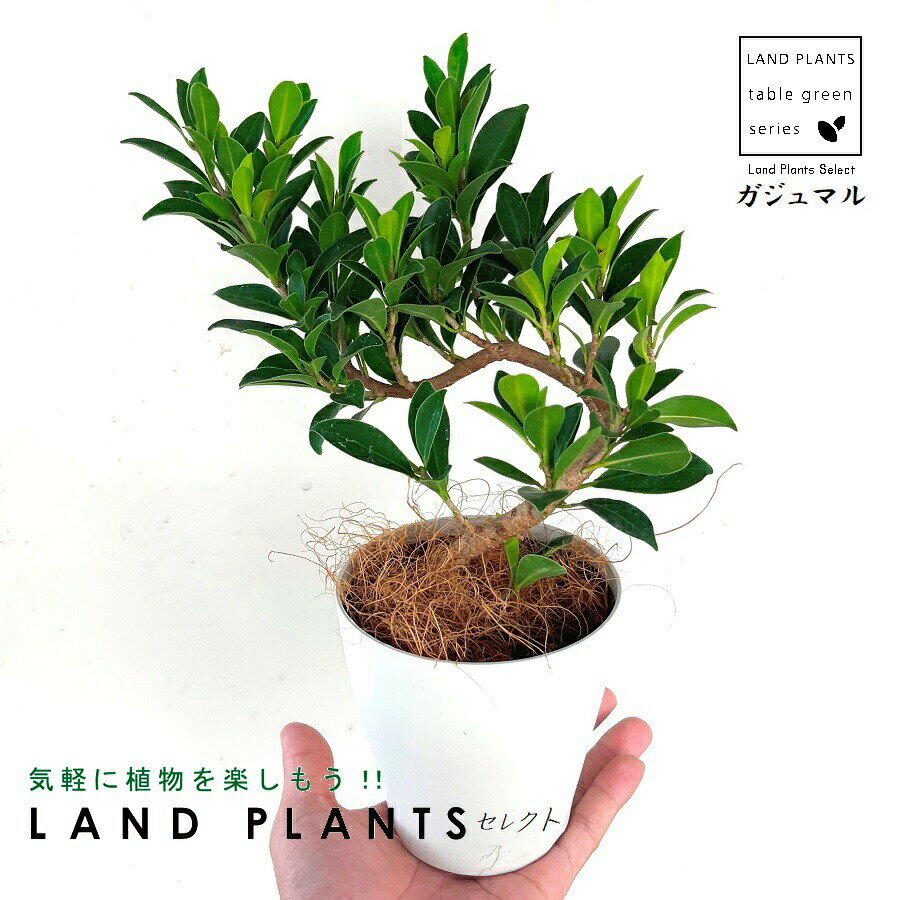【希少品種】 ガジュマル（大曲り） 4号 プラスチック鉢 白色 精霊の木 多幸の木 キジムナー Ficus microcarpa