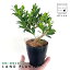 【希少品種】 ガジュマル（大曲り） 4号 プラスチック鉢 黒色 精霊の木 多幸の木 キジムナー Ficus microcarpa