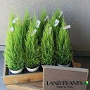 コニファー（ウイルス：クレスト）1鉢 4号 白色 プラスチック鉢 ゴールドクレスト コニファ 針葉樹 Cupressus macrocarpa‘Goldcrest’