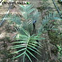 フィロデンドロン(ビピンタツム) 7号 プラスチック製 吊り鉢 Philodendron bipinnatifidum