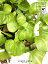 【水性植物】 斑入り ホテイアオイ（斑入り布袋葵）1株 フイリホテイアオイ ホテイソウ 布袋草 オリズルラン ラン ウォーターヒヤシンス Eichhornia crassipes