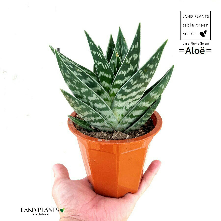 アロエ アロエ（千代田錦：チヨダニシキ） 4号 プラスチック鉢 タイガーアロエ 虎絵巻 Aloe variegata