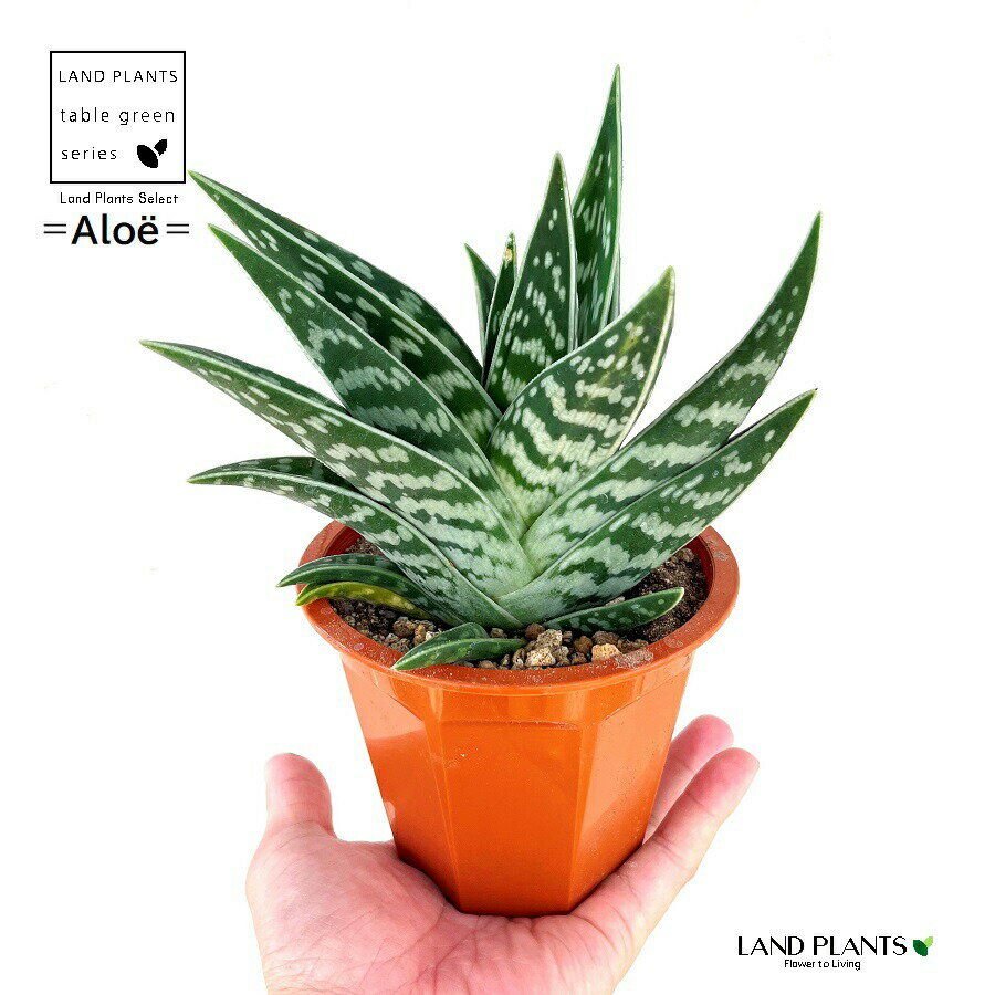 アロエ（千代田錦：チヨダニシキ） 4号 プラスチック鉢 タイガーアロエ 虎絵巻 Aloe variegata