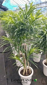 ɥ饻ʡʥե쥯 8 ץ饹åȭ 1ȭ ɥ饻ʥե쥯 Dracaena reflexa