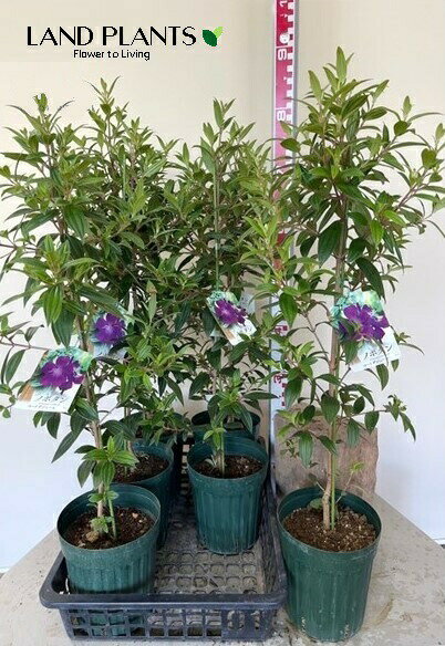 ノボタン：野牡丹（コートダジュール）90cm 1鉢 6号 ポット苗 紫 紫色 紫色の花 Melastomataceae