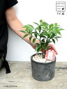 縁結びの木(梛:ナギ) 黒色 モスポット シリンダー型 陶器鉢(天然砕石) ナギの木 梛木 熊野三山 神木 鉢植え 鉢 素焼 テラコッタ 黒 black ブラッ...