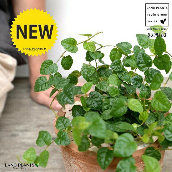 プミラ（緑葉） 茶色 モスポット シリンダー型 陶器鉢（天然砕石） フィカスプミラ グランドカバー 緑プミラ つる性植物 鉢植え 鉢 素焼 テラコッタ 茶 ブラウン 丸 丸形 送料無料 育て方カード