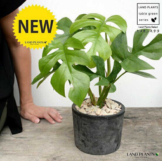 楽天市場 ヒメモンステラ 黒色 モスポット シリンダー型 テラコッタ鉢 鉢植え 素焼 Mosspot 苗 苗木 ミニモンステラ 観葉植物 黒 ブラック 灰 グレー 丸 送料無料 ランドプランツ