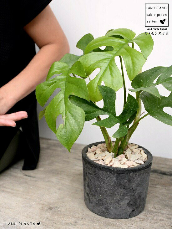 楽天市場 ヒメモンステラ 黒色 モスポット シリンダー型 テラコッタ鉢 鉢植え 素焼 Mosspot 苗 苗木 ミニモンステラ 観葉植物 黒 ブラック 灰 グレー 丸 送料無料 ランドプランツ 楽天市場 ヒメモンステラ 黒色 モスポット シリンダー型 テラコッタ鉢 鉢植え 素焼 Mosspot 苗 苗木 ミニモンステラ 観葉植物 黒 ブラック 灰 グレー 丸 送料無料 ランドプランツ