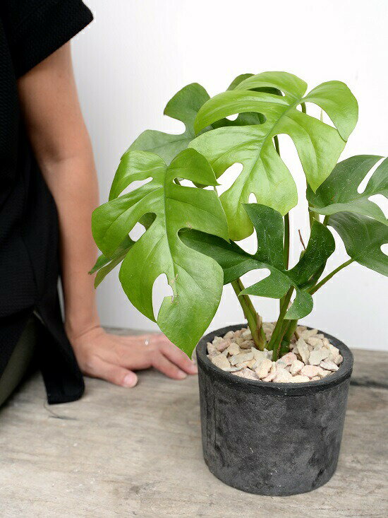 楽天市場 ヒメモンステラ 黒色 モスポット シリンダー型 テラコッタ鉢 鉢植え 素焼 Mosspot 苗 苗木 ミニモンステラ 観葉植物 黒 ブラック 灰 グレー 丸 送料無料 ランドプランツ 楽天市場 ヒメモンステラ 黒色 モスポット シリンダー型 テラコッタ鉢 鉢植え 素焼 Mosspot 苗 苗木 ミニモンステラ 観葉植物 黒 ブラック 灰 グレー 丸 送料無料 ランドプランツ