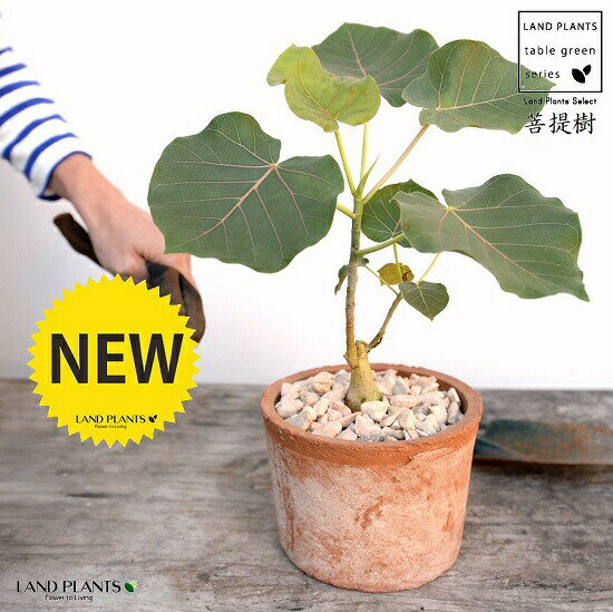 フィカス・ペティオラリス