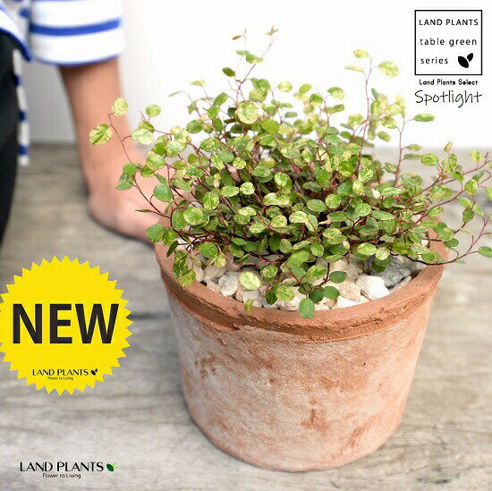 ワイヤープランツ（斑入り：スポットライト） 茶色 モスポット シリンダー型 陶器鉢（天然砕石） ワイヤー グランドカバー つる性植物 鉢植え 鉢 素焼 テラコッタ 茶 ブラウン 丸 丸形 観葉植物 植物 送料無料 育て方カード