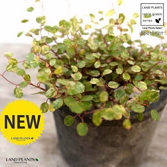 ワイヤープランツ（斑入り：スポットライト） 黒色 モスポット シリンダー型 陶器鉢（天然砕石） ワイヤー グランドカバー つる性植物 鉢植え 鉢 素焼 テラコッタ 黒 フラック 丸 丸形 送料無料 育て方カード 観葉植物 植物