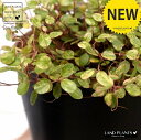 【お試し】 ワイヤープランツ(斑入り)4号 黒色 プラスチック鉢(ココヤシ繊維) スポットライト バリエガータ グランドカバー プラ鉢 苗 苗木 黒 ブラック ...