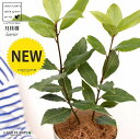 【お試し】 月桂樹(ゲッケイジュ) 4号 プラスチック鉢 白色 (ココファイバー) ローリエ ロリエ ベイリーフ ローレル 鉢 鉢植え プラ鉢 苗 苗木 月桂葉...