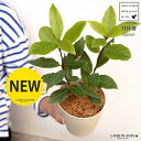 【お試し】 月桂樹(ゲッケイジュ) 4号 ホワイト プラスチック鉢(ココファイバー) ローリエ ロリエ ベイリーフ ローレル 鉢 鉢植え プラ鉢 苗 苗木 月桂...