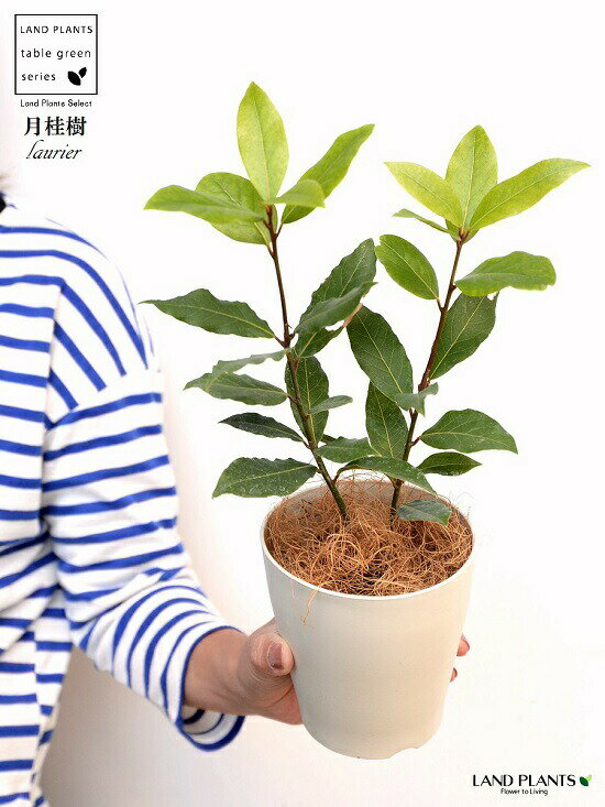 楽天市場 お試し 月桂樹 ゲッケイジュ 4号 白色 プラスチック鉢 ココファイバー ローリエ ロリエ ベイリーフ ローレル 鉢 鉢植え プラ鉢 苗 苗木 月桂葉 Laurier Laurel 観葉植物 植物 ガーデニング ガーデニング 白 ホワイト ランドプランツ