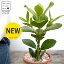 クルシア 茶色 モスポット シリンダー型 陶器鉢(天然砕石) クルシア クルシアロゼア クルーシア 鉢植え 鉢 素焼 テラコッタ 茶 ブラウン 丸 丸形 観葉植物 植物 送料無料