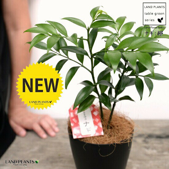 ナギ 梛 は縁結びの木 縁起のいい観葉植物 梛 の特徴や由縁をご紹介 Kurashi No