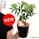 【お試し】ナギ:梛 4号 プラスチック鉢 黒色 (ココファイバー) ナギの木 ナギノキ 梛木 熊野三山 神木 鉢 鉢植え 苗 苗木 プラ鉢 4寸 12cm 観葉...