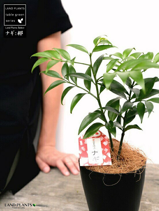 楽天市場 お試し ナギ 梛の木 4号 プラスチック鉢 ブラック ココファイバー 梛 ナギ ナギノキ 梛木 熊野三山 神木 鉢 鉢植え 苗 苗木 プラ鉢 4寸 12cm 観葉植物 植物 椥 凪 なぎ 黒 黒色 ランドプランツ