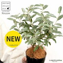 【お試し】 ロシアンオリーブ(グミの木) 4号 黒色 プラスチック鉢 鉢植え 苗 苗木 プラ プラ鉢 ホソバグミ ヤナギバグミ 砂棗 グミの樹 ロシア ロシアン...