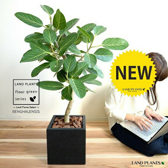 ベンガレンシス（自然樹形） ブラック ファイバー キューブ型 陶器鉢（受皿付き）（バークチップ） ベ..