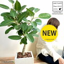 ベンガレンシス(自然樹形) ホワイト ファイバー キューブ型 陶器鉢(受皿付き)(バークチップ) ベンガルゴム フィカス ゴムノキ ゴムの木 ゴム3大人気フィカス 鉢植え 鉢 陶器 大型 白 白色 角 四角 スクエア 観葉植物 送料無料