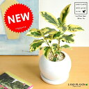 new!! フランスゴム バリエガータ 白色丸型陶器に植えた斑入りの美しいゴム フィカスルビギノーサ【楽ギフ_のし】【楽ギフ_のし宛書】【楽ギフ_メッセ】【楽ギフ_メッセ入力】スタンダード仕立て フランスゴムの木