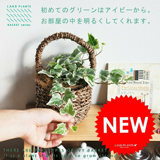 ヘデラ（アイビー） 可愛い 取っ手付き バスケットセット 【バスケット・インナー・ココファイバー】 ..