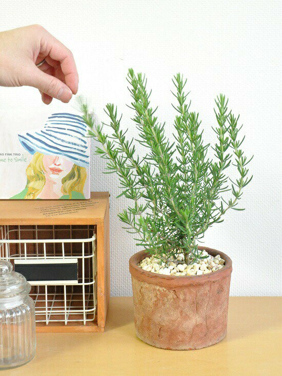 楽天市場 ローズマリー 茶色 モスポット シリンダー テラコッタ陶器鉢 天然砕石 イエロー Moss Pot ハーブ シリンダー型 テラコッタ鉢 楽ギフ メッセ 楽ギフ メッセ入力 境界垣 生垣 海のしずく 薬 Moss Pot ランドプランツ 楽天市場 ローズマリー 茶色 モスポット シリンダー テラコッタ陶器鉢 天然砕石 イエロー Moss Pot ハーブ シリンダー型 テラコッタ鉢 楽ギフ メッセ 楽ギフ メッセ入力 境界垣 生垣 海のしずく 薬 Moss Pot ランドプランツ