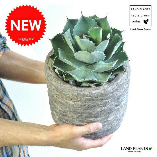 アガベ（雷神） ストーン加工 陶器鉢 灰色 リュウゼツラン　アロエ　カリフォルニア　竜舌蘭　アガペ　アガヴェ　ポタトルム　鉢植え　敬老の日　ポイント消化　観葉植物のサムネイル