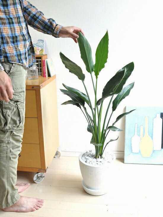 楽天市場 ストレリチア レギネ 極楽鳥花 白色 エッグ型 ラウンド陶器鉢 ストレチアレギネ ゴクラクチョウカ アジアングリーン オーガスタ 敬老の日 ポイント消化 観葉植物 ランドプランツ 楽天市場 ストレリチア レギネ 極楽鳥花 白色 エッグ型 ラウンド陶器鉢 ストレチアレギネ ゴクラクチョウカ アジアングリーン オーガスタ 敬老の日 ポイント消化 観葉植物 ランドプランツ