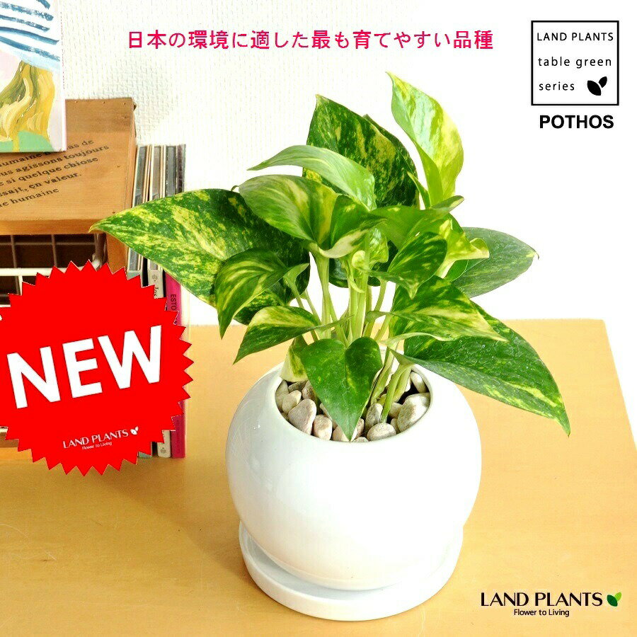 ポトス ポトス（オーレア） 白色 丸形 陶器鉢 鉢植え 鉢 陶器 苗 苗木 観葉植物 オウゴンカズラ 白 ホワイト 丸 ラウンド ボール 送料無料