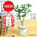 縁結びの木(梛:ナギ) 石模様のセメントポット Sサイズ 陶器鉢 熊野三山の御神木 ナギの木 ギフトに最適ITEMを♪【楽ギフ_のし】【楽ギフ_のし宛書】【楽ギ...
