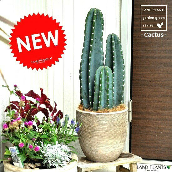 楽天市場】サボテン トゲ無し(種類(植物)サボテン)の通販 楽天市場】サボテン トゲ無し(種類(植物)サボテン)の通販