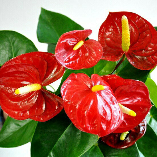 楽天市場 New アンスリューム 真赤な花付き観葉植物 黒色セラアート鉢 受皿付き 5号サイズ アンスリウム アンス ロイヤルチャンピオン敬老の日 ポイント消化 観葉植物 ランドプランツ 楽天市場 New アンスリューム 真赤な花付き観葉植物 黒色セラアート鉢 受皿付き 5号サイズ アンスリウム アンス ロイヤルチャンピオン敬老の日 ポイント消化 観葉植物 ランドプランツ