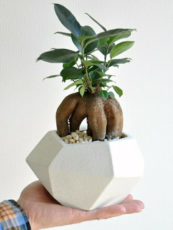 ガジュマル（幹太タイプ） ホワイト ポリゴン型 多角形 陶器鉢【黄色小石・受皿・育て方】 がじゅまる ..