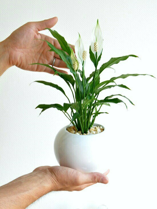 楽天市場 スパティフィラム 白色 丸形 陶器鉢 黄色小石 白の美しい花を咲かせる 観葉植物 スパティ Table Green Series Spathiphyllum 敬老の日 ポイント消化 観葉植物 ランドプランツ 楽天市場 スパティフィラム 白色 丸形 陶器鉢 黄色小石 白の美しい花を咲かせる 観葉植物 スパティ Table Green Series Spathiphyllum 敬老の日 ポイント消化 観葉植物 ランドプランツ