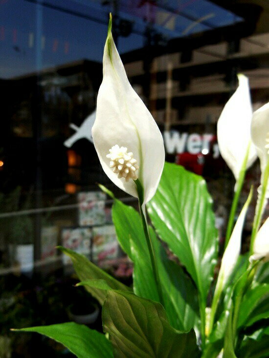 楽天市場 お試し スパティフィラム 4号 白色 プラスチック鉢 白の美しい花を咲かせる観葉植物 Table Green Series Spathiphyllum 敬老の日 ポイント消化 観葉植物 ランドプランツ