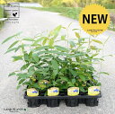 【ケース販売】 レモンマートル 4号 苗ポット(12個セット) 苗 苗木 鉢 鉢植え 植木 庭木 ハーブ メディカルハーブ アロマテラピー レモン マートル シトラール インフルエンザ 感染症 コロナウイルス 観葉植物 観葉 業販 卸 卸売り ケース売り