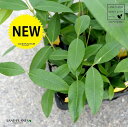 【ケース販売】 レモンマートル 4号 苗ポット(12個セット) 苗 苗木 鉢 鉢植え 植木 庭木 ハーブ メディカルハーブ アロマテラピー レモン マートル シトラール インフルエンザ 感染症 コロナウイルス 観葉植物 観葉 業販 卸 卸売り ケース売り
