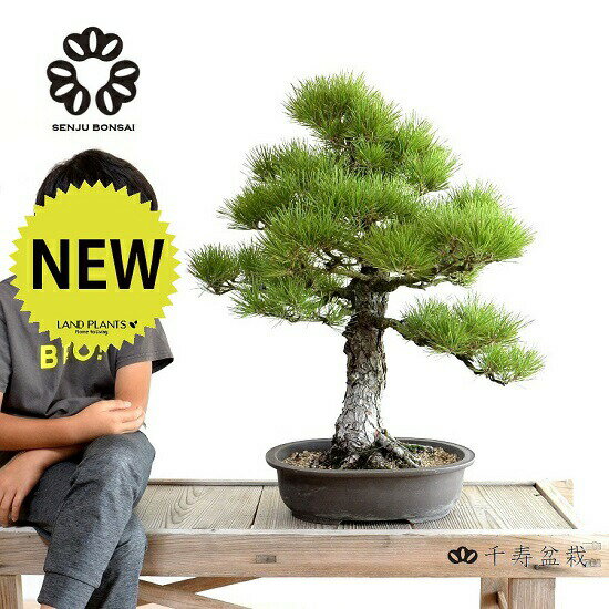 【限定1点】【千寿盆栽】 盆栽 BONSAI （黒松：KUROMATSU）外縁 小判型 烏泥 植木鉢 クロマツ マツ 松 ..