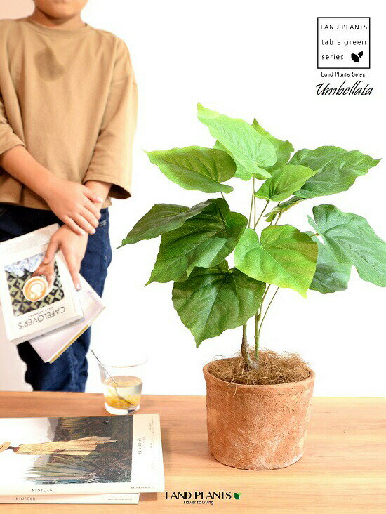 ウンベラータ （自然樹形） 5～6号サイズ モスポット シリンダー型 陶器鉢 Mサイズ 観葉 観葉植物 インテリアグリーン 茶 オレンジ 素焼き 素焼 テラコッタ アートフラワー アーティフィシャルフラワー asca アスカ 造花【造花 ＋ 陶器鉢】