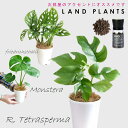 【モンステラセレクト 4点セット+受皿3枚】 ・ヒメモンステラ 白色プラスチック鉢4号 1点 ・マドカズラ 白色プラスチック鉢4号 1点 ・モンステラ 白色プラスチック鉢4号 1点 ・evo植物元気肥料 1点