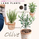 【Garden Plantsセレクト 4点セット】 ・オリーブ 茶色 MOSSPOT 1点 ・ローズマリー 茶色 MOSSPOT 1点 ・シマトネリコ 茶色 MOSSPOT 1点 ・evo植物元気肥料 1点