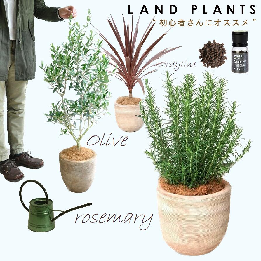 【8号 Garden Plants セレクト 5点セット】 ・オリーブ デザインの良い陶器鉢 1点 ・ローズマリー デザインの良い陶器鉢 1点 ・レッドスター デザインの良い陶器鉢 1点 ・evo植物元気肥料 1点 ・GREEN ジョーロ1.0L 1点 81536